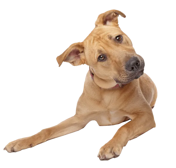 cute-dog-transparent-background