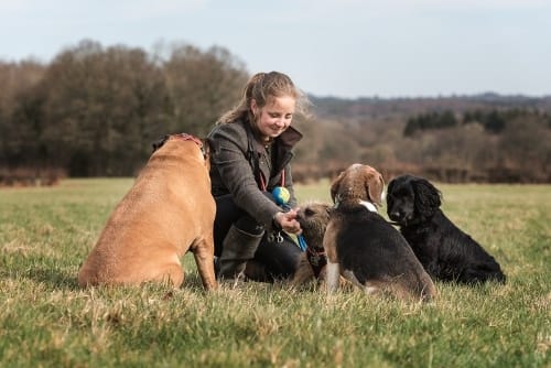 Group Dog Walks Crowborough