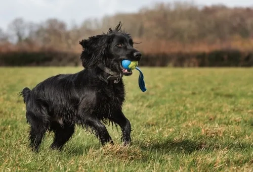 Pet Visits Crowborough